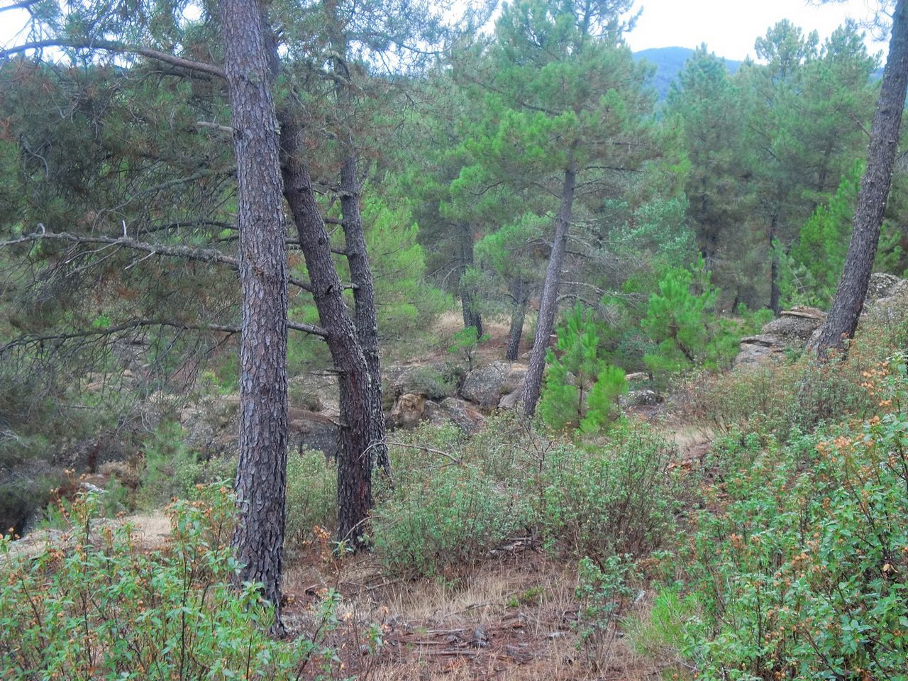 Pinar de pino albar (Pinus sylvestris)